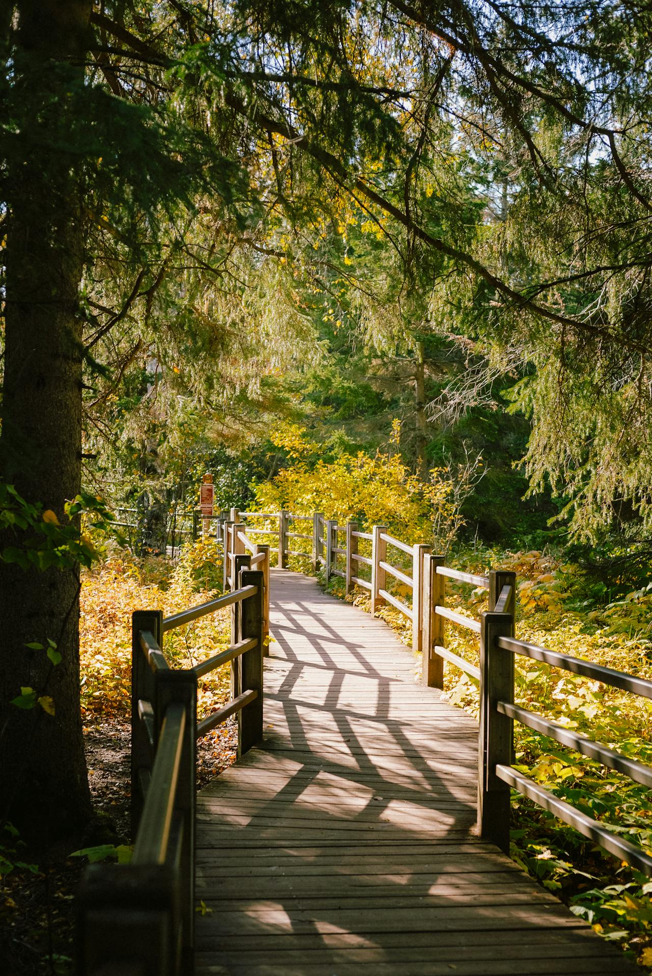 Josh Hild photograph of a sunlit wooden boardwalk winding through a lush green forest, with tall trees, dappled shadows and autumn-yellow foliage.
